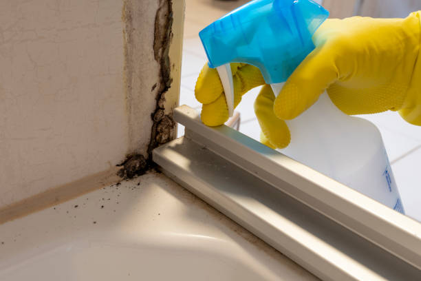 Best Commercial Mold Remediation in Mayer, MN